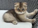 Atlas - Scottish Fold Kitten For Sale - 