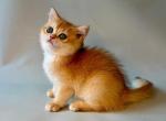 Zazu  British Shorthair Black Golden Male - British Shorthair Kitten For Sale - Wood Dale&comma; IL&comma; US