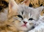 Kitty Siver Girl 18 Toes - Maine Coon Kitten For Sale - 