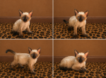 Blondies Litter - Siamese Kitten For Sale - Bronx&comma; NY&comma; US