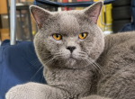 Simone - British Shorthair Kitten For Sale - Cumming&comma; GA&comma; US