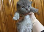 Blue Female White Patch Persian - Persian Kitten For Sale - 