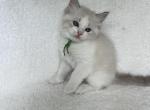 Available Lynx Bicolor Prince 3 - Ragdoll Kitten For Sale - Columbia&comma; MD&comma; US