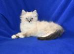 Jolynes litter - Ragdoll Kitten For Sale - WI&comma; US