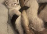 Summer Male Litter - Siamese Kitten For Sale - Louisville&comma; KY&comma; US