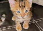 TIRAMISU - Bengal Kitten For Sale - Brooklyn Park&comma; MN&comma; US