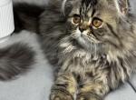 CFA FR07 Luna Blue Silver Smoke Tabby Cream Female - Persian Kitten For Sale - Lacey&comma; WA&comma; US