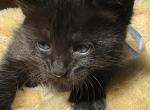 MISTY - Nebelung Kitten For Sale - Harwood Heights&comma; IL&comma; US