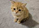 Ginger - British Shorthair Kitten For Sale - 