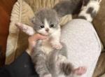 Blue White Bicolor Stripe Persian Kitten - Persian Kitten For Sale - Dearborn&comma; MI&comma; US