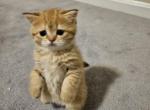 Sunny - British Shorthair Cat For Sale - Columbia&comma; MD&comma; US