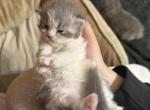 Blue White Bicolor White Tail Tip - Persian Kitten For Sale - Dearborn&comma; MI&comma; US