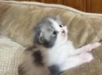 Blue White Bicolor White Tail Tip - Persian Kitten For Sale - Dearborn&comma; MI&comma; US