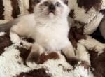 Tica seal mitted male - Ragdoll Kitten For Sale - 