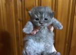 Blue Tabby Male Persian - Persian Kitten For Sale - 
