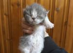 Blue White Bicolor Spots - Persian Kitten For Sale - 