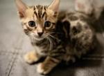 TRUFFLES - Bengal Kitten For Sale - Brooklyn Park&comma; MN&comma; US