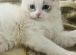 Lucius Wells - Ragdoll Kitten For Sale - Columbia&comma; MD&comma; US