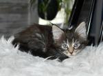 Maine Coons Ready Now TICA Registered - Maine Coon Kitten For Adoption - Pelham&comma; NH&comma; US