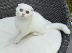 Pearl - Scottish Fold Kitten For Sale - 