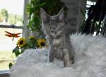 Maine Coon kittens  TICA Registered - Maine Coon Kitten For Sale - 