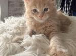 Maine Coon kittens  TICA Registered - Maine Coon Kitten For Sale - Portland&comma; ME&comma; US