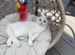 Swan - Scottish Straight Kitten For Sale - 