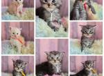 September male babies - Maine Coon Kitten For Sale - Frenchtown&comma; MI&comma; US