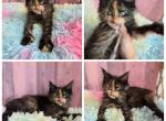 Tortie - Maine Coon Kitten For Sale - Frenchtown&comma; MI&comma; US