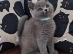 Robert - British Shorthair Kitten For Sale - Pembroke Pines&comma; FL&comma; US