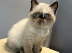 Seal Tortie points Exotic shorthair female - Exotic Kitten For Sale - Brooklyn&comma; NY&comma; US