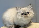 Persian Himalayan male - Persian Kitten For Sale - Brooklyn&comma; NY&comma; US