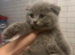 Blue Dream - Scottish Fold Kitten For Sale - Fort Wayne&comma; IN&comma; US