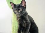Cletus Cobbles - American Shorthair Kitten For Sale - Bennington&comma; VT&comma; US