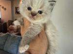 Tica seal lynx male - Ragdoll Kitten For Sale - 