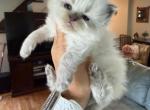 Seal point female - Ragdoll Kitten For Sale - 