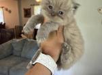 Blue mink female - Ragdoll Kitten For Sale - Butler&comma; PA&comma; US