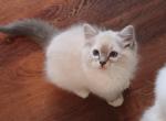 Blue lynx mitted - Ragdoll Kitten For Sale - Bristow&comma; VA&comma; US