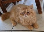 Violet's Male kitten - Persian Kitten For Sale - 