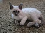 Molly blue point female - Siamese Kitten For Sale - 