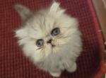 Violet's kitten - Persian Kitten For Sale - Greenville&comma; OH&comma; US