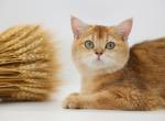 Rita - British Shorthair Kitten For Sale - 