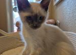 Finn blu point male - Siamese Kitten For Sale - 