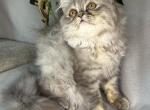 SP14 Misty Blue Cream Dilute Tortie Doll Face - Persian Kitten For Sale - Lacey&comma; WA&comma; US