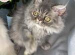 SP15 Dahlia Blue Cream Dilute Tortie Smoke Female - Persian Kitten For Sale - Lacey&comma; WA&comma; US
