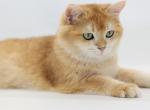 Rasputin - British Shorthair Kitten For Sale - Ashburn&comma; VA&comma; US