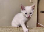 Beau flame point male - Siamese Kitten For Sale - Eugene&comma; OR&comma; US