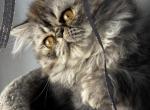 P17 Stella Blue Tortie Cream Smoke Female - Persian Kitten For Sale - Lacey&comma; WA&comma; US
