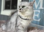 Dutchess - Ragamuffin Cat For Sale - New Smyrna&comma; FL&comma; US
