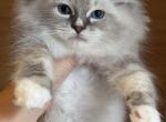 Blue Lynx Mitted Male - Ragdoll Kitten For Sale - Hastings&comma; PA&comma; US